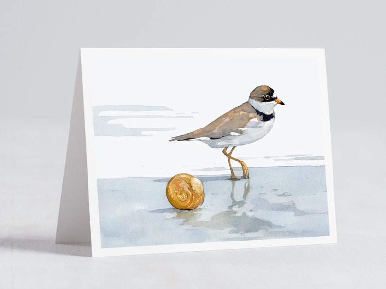 Shorebird Beach Card Set Mixed Bird Art Stationery Gift Set image 5