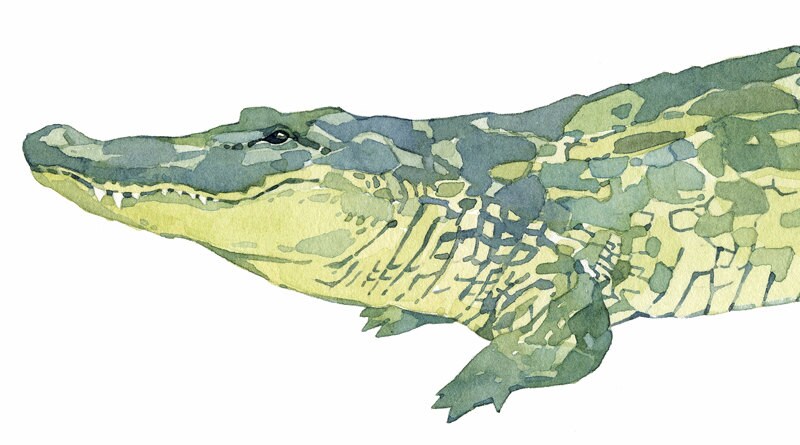 ワニ 鰐 爬虫類 エキゾチックアニマル 現代アート 原画 アート 絵画 画家 ワニ 鰐 爬虫類 エキゾチックアニマル 現代アート 原画 アート