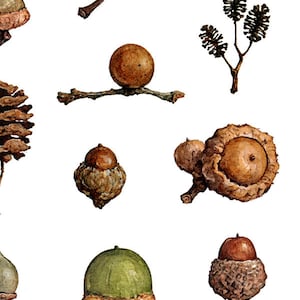 Acorns Art Print Woodland Nature Watercolor Wall Decor image 5