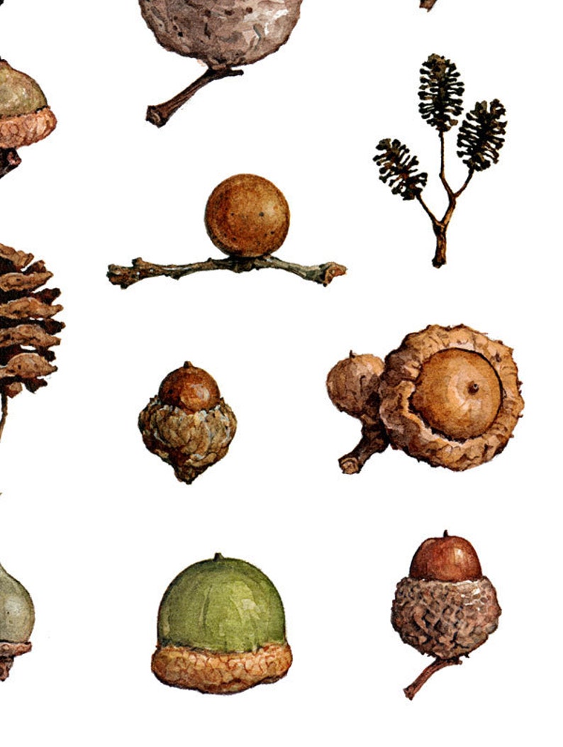 Acorns Art Print Woodland Nature Watercolor Wall Decor image 5