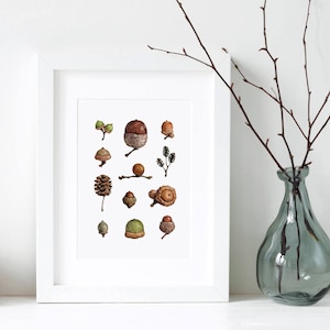 Acorns Art Print Woodland Nature Watercolor Wall Decor image 2