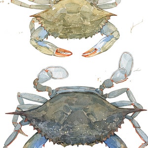 Blue Crabs Watercolor Painting Print Coastal Beach Art Seaside Decor Maryland Blue Crab image 7