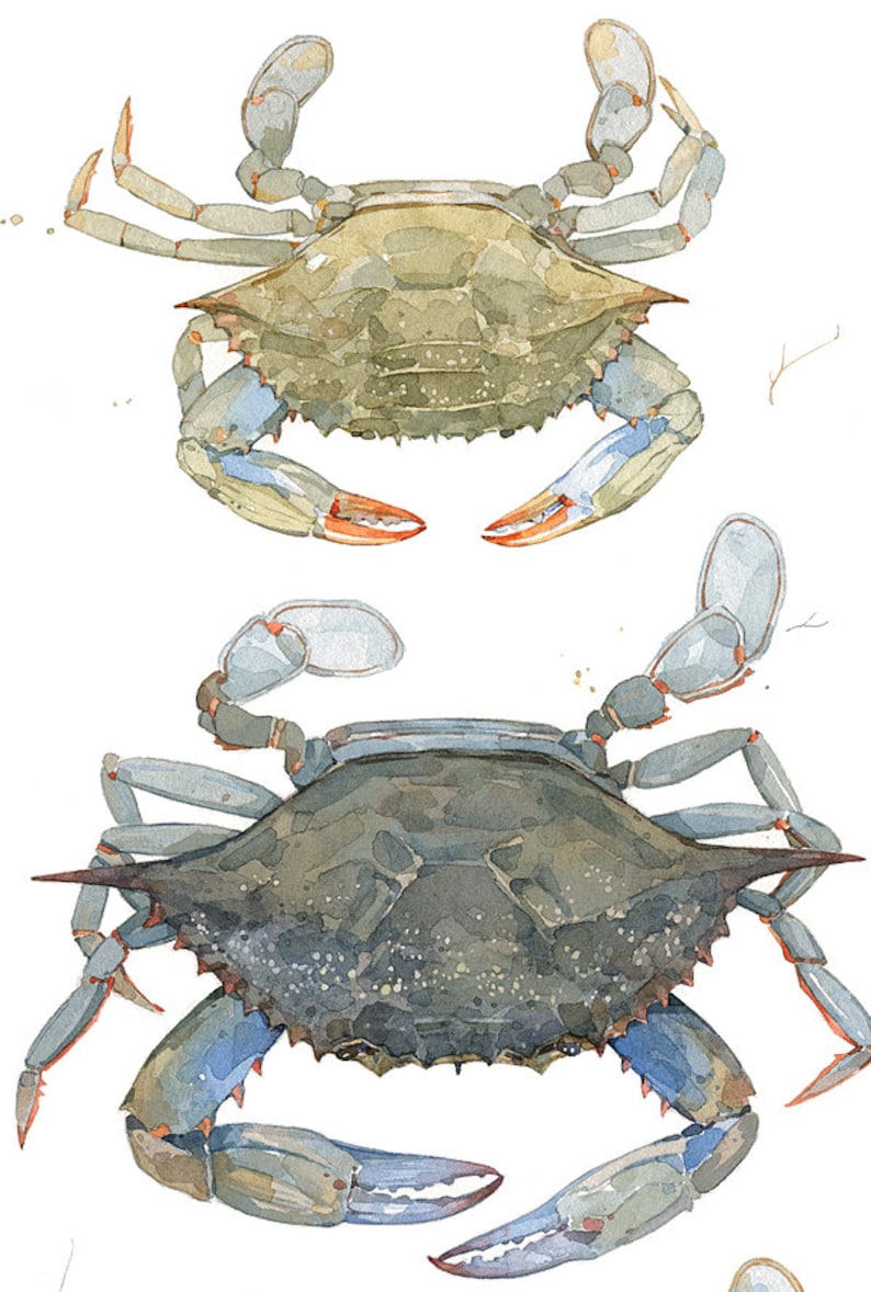 Blue Crabs Watercolor Painting Print Coastal Beach Art Seaside Decor Maryland Blue Crab image 7