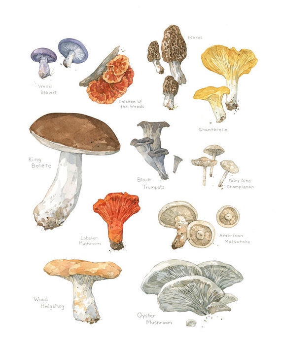 Mushroom Season Chart