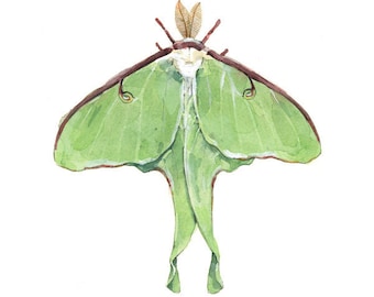 Luna Moth Watercolor Painting Print  Insect illustration