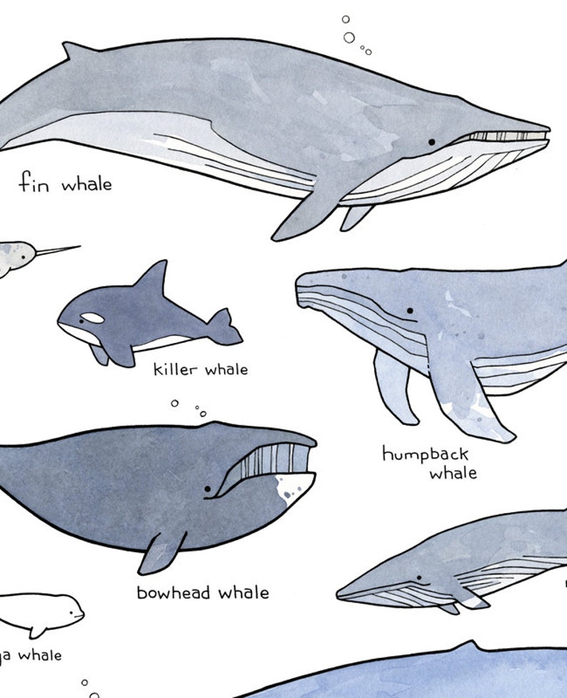 Картинка схема кит. Горбатый кит вид сбоку. Кит форма тела. Киты референсы. Форма китов.