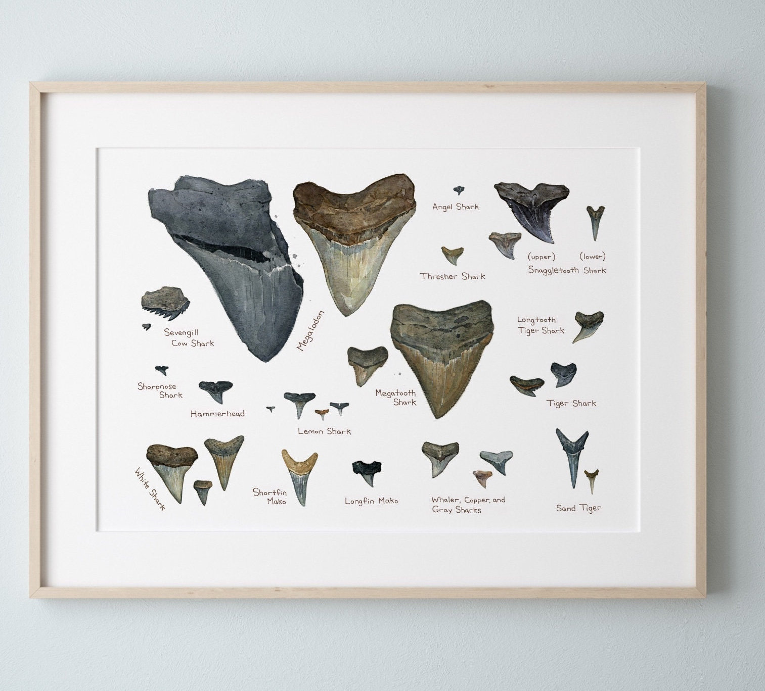 Illustrated Fossil Shark Teeth Chart Natural History - Etsy