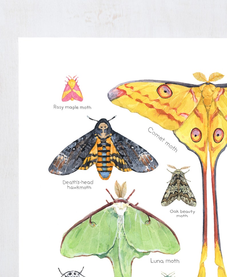 Moth Print Colorful Insects Watercolor Animal Chart - Etsy
