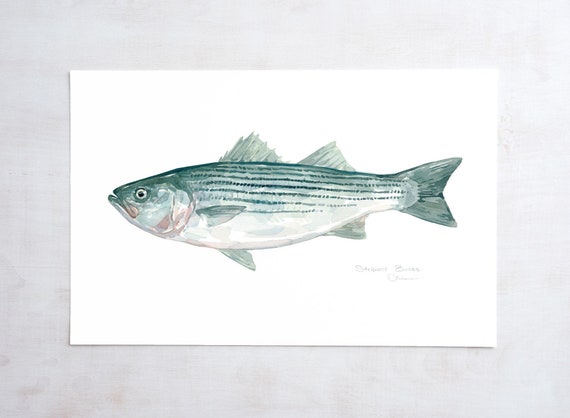 Striped Bass Watercolor Print Fish Painting Decor Angler Gift 