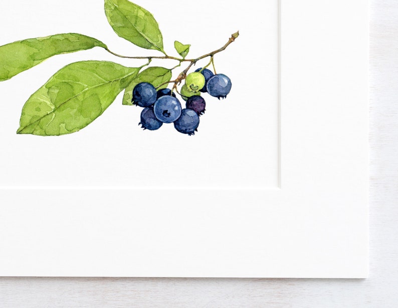 Blaubeeren Aquarell Print: Botanische Wandkunst Bild 2