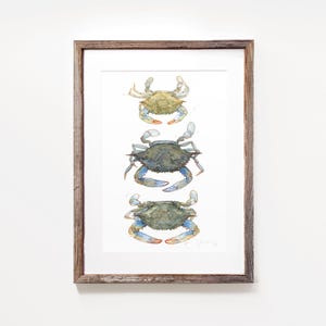 Blauwe krabben aquarel schilderij print kust strand kunst kust decor Maryland blauwe krab