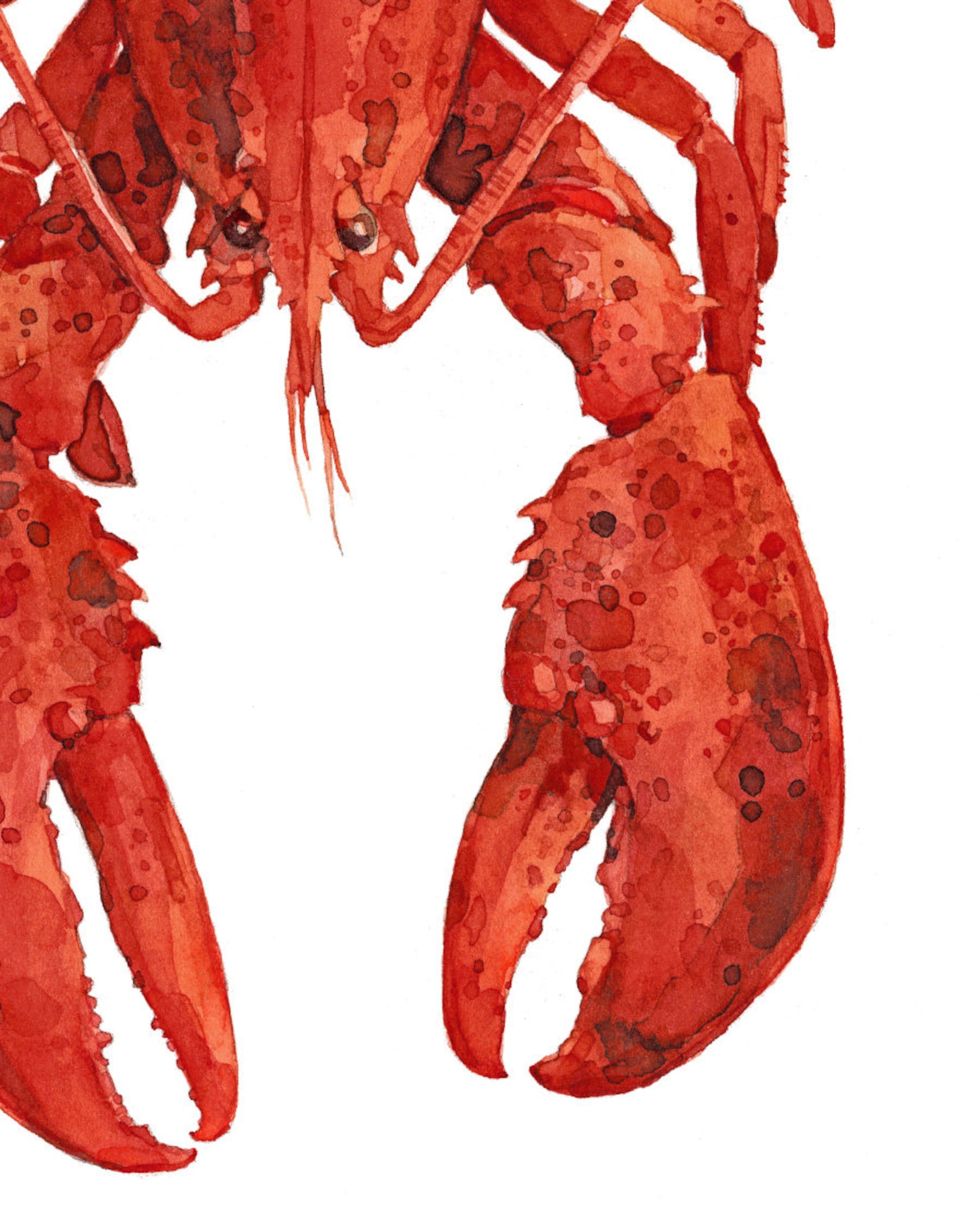 Red Lobster Watercolor Painting Print Etsy