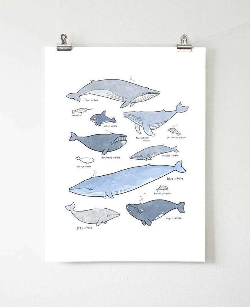 Лучшие драм киты. Кит печать. Кит в разных ракурсах. Постер с китом в интерьере. Нарисовать кита на стене.