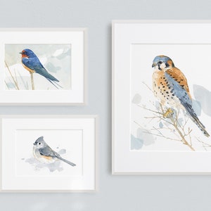 May include: Three framed watercolor paintings of birds. The top left painting features a blue and red swallow perched on a branch. The top right painting features a brown and blue kestrel perched on a branch. The bottom painting features a gray and white chickadee perched on a branch.