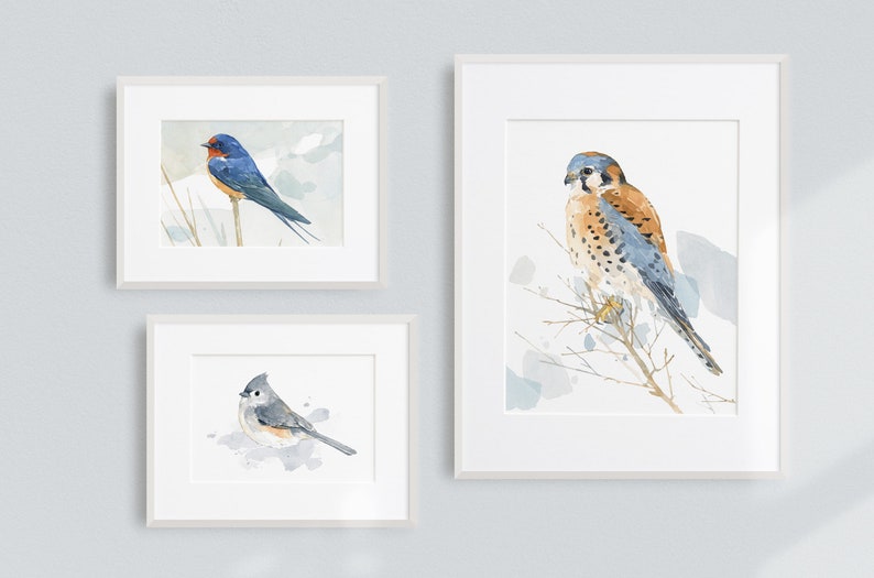 May include: Three framed watercolor paintings of birds. The top left painting features a blue and red swallow perched on a branch. The top right painting features a brown and blue kestrel perched on a branch. The bottom painting features a gray and white chickadee perched on a branch.
