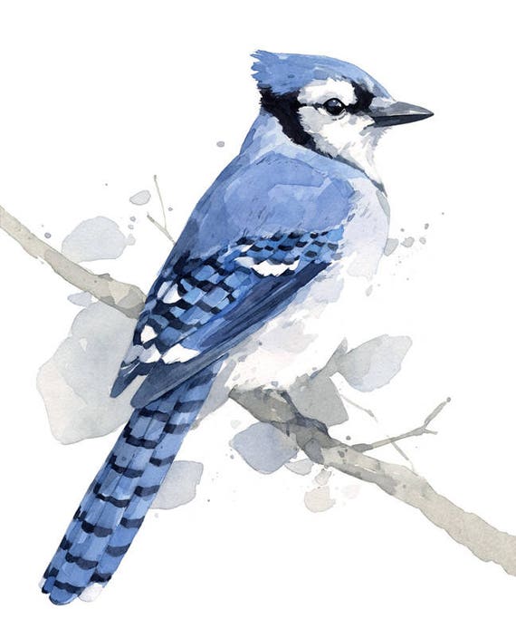 Bird Art Blue Bird Fine Art Print Bird Watercolor Painting Art Cute Bird Wall Art By Canotstop Painting Blue Jay Bird Art Print Art Collectibles Prints Vadel Com