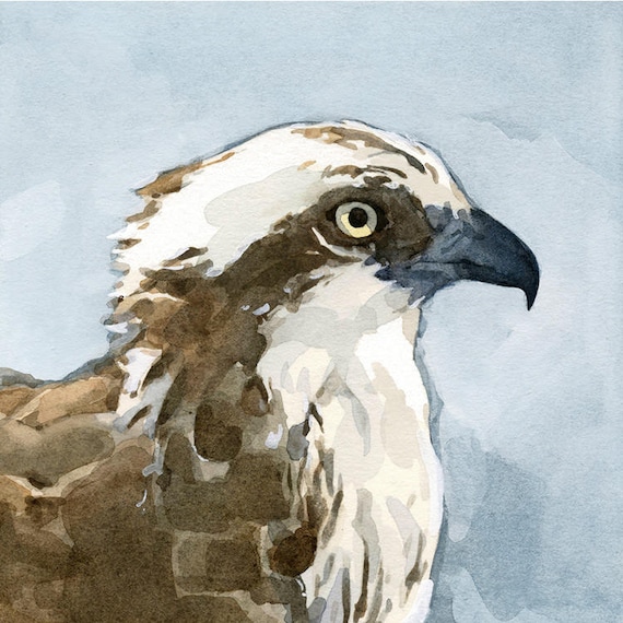 Osprey Painting Watercolour Painting Limited Edition Print of my Osprey Watercolour Painting