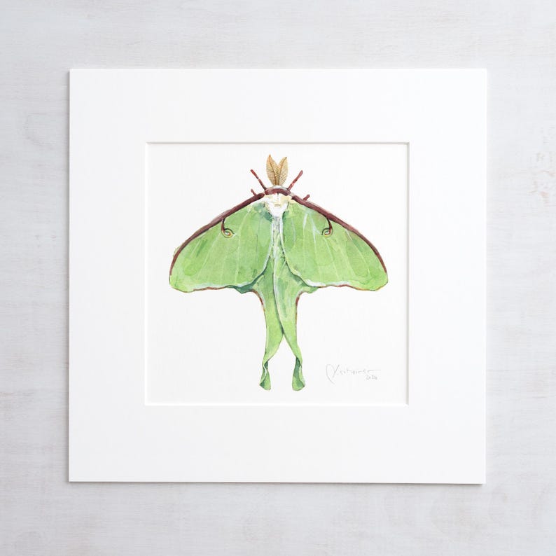 Luna Moth Art Print Watercolor Painting - Etsy