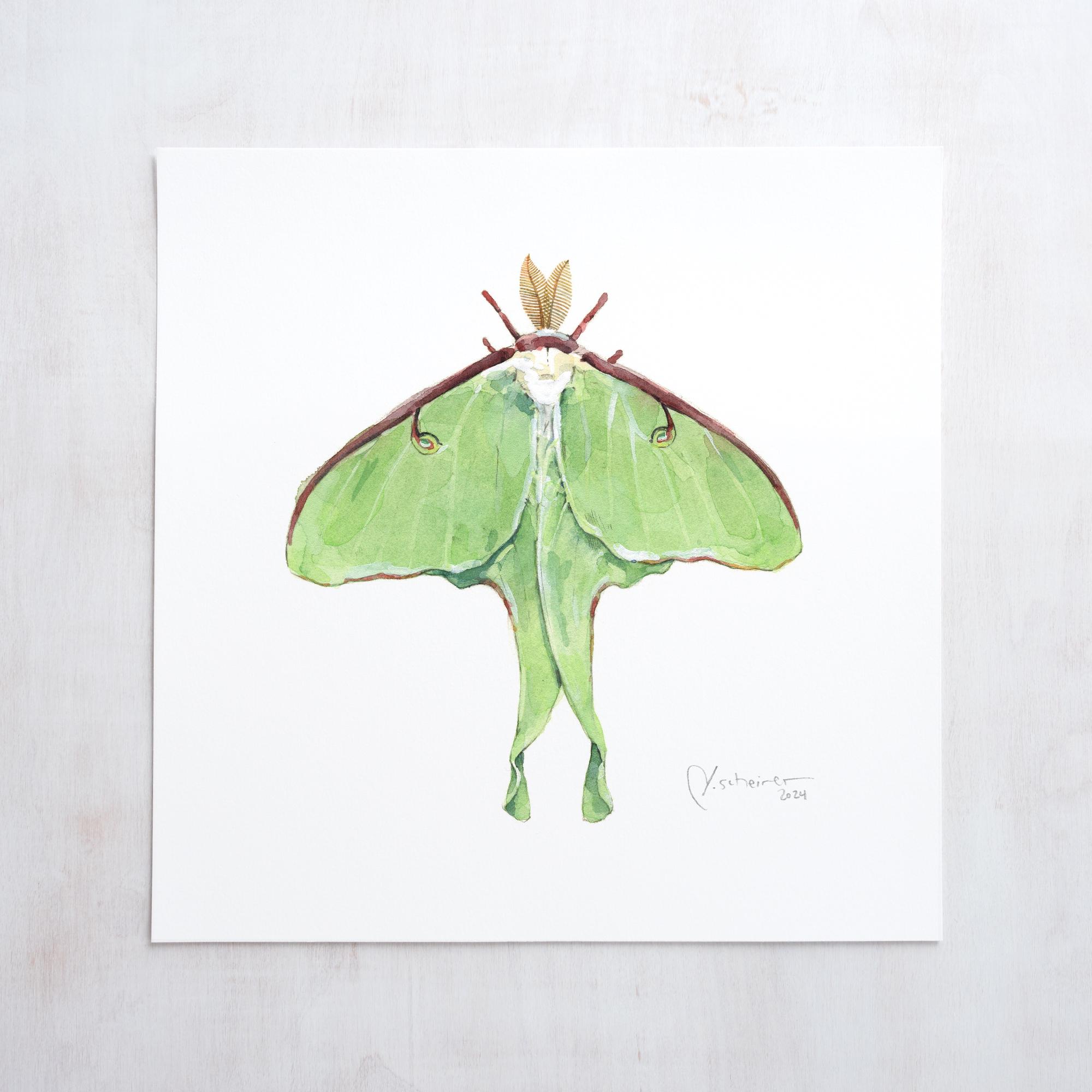 Luna Moth Art Print Watercolor Painting - Etsy