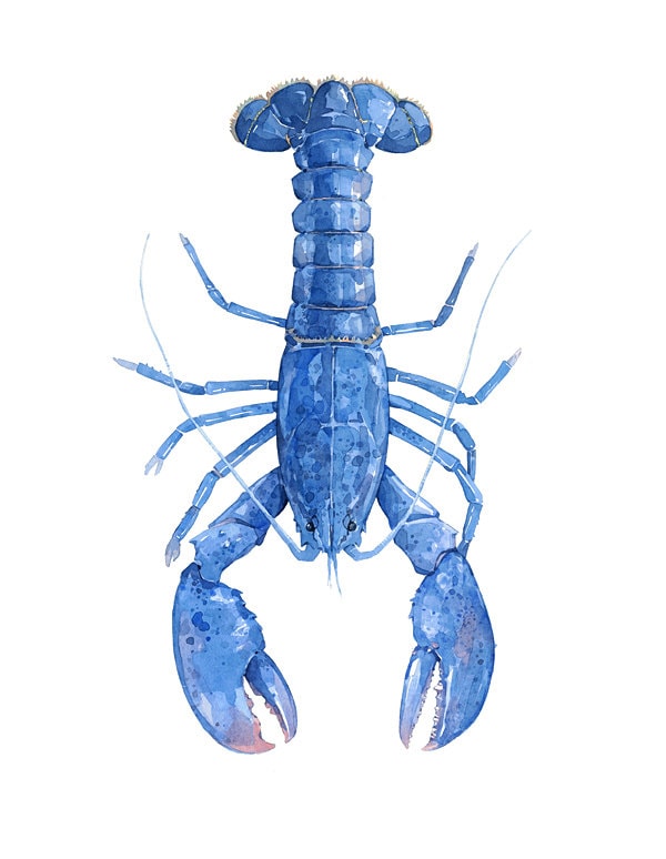 Blue Lobster Watercolor Print Nautical New England Wall Art - Etsy