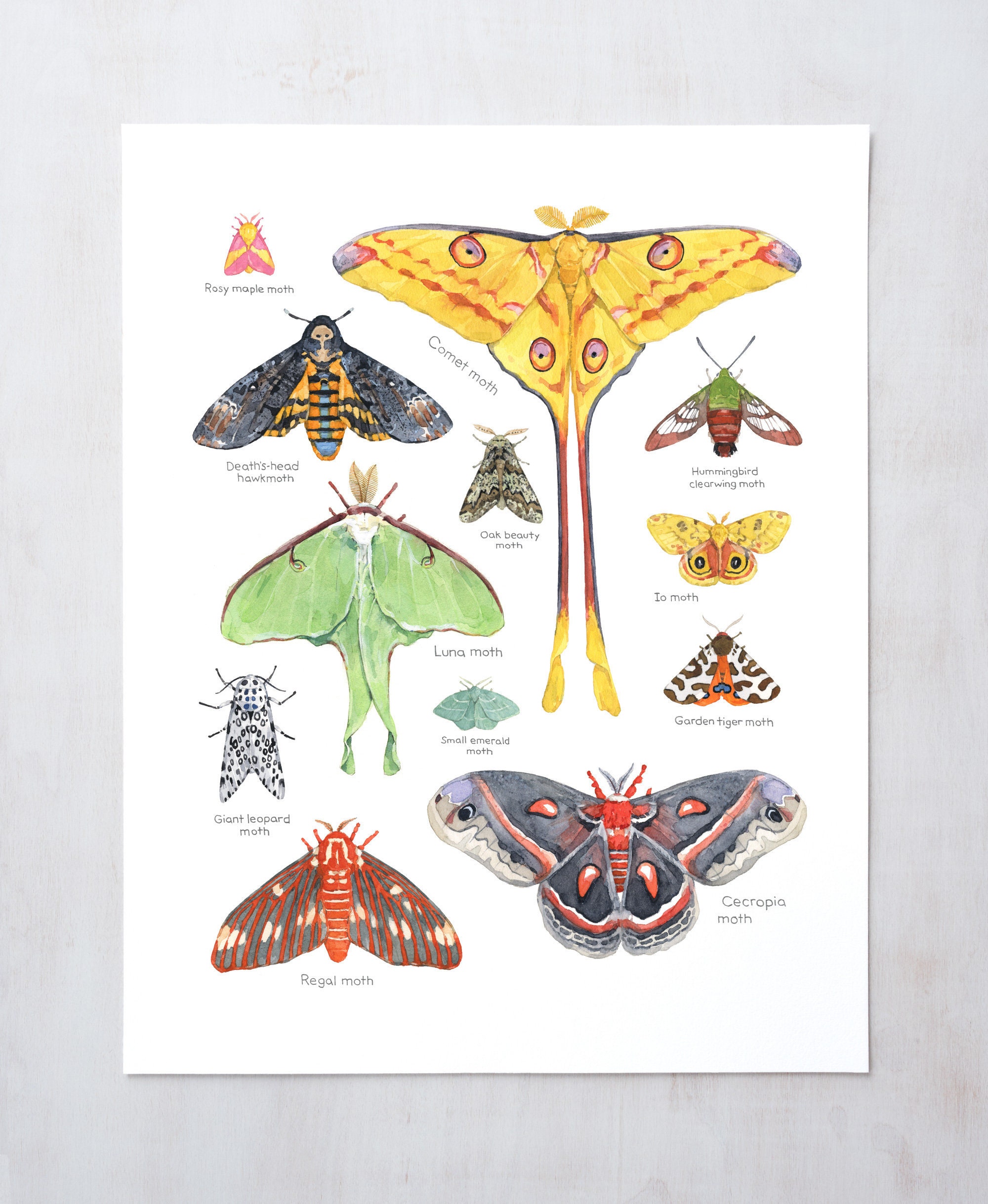 Moth Print Colorful Insects Watercolor Animal Chart | Etsy