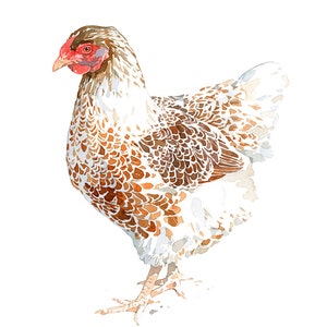 Chicken Watercolor Print White and Brown Hen Farm Animal Print image 6