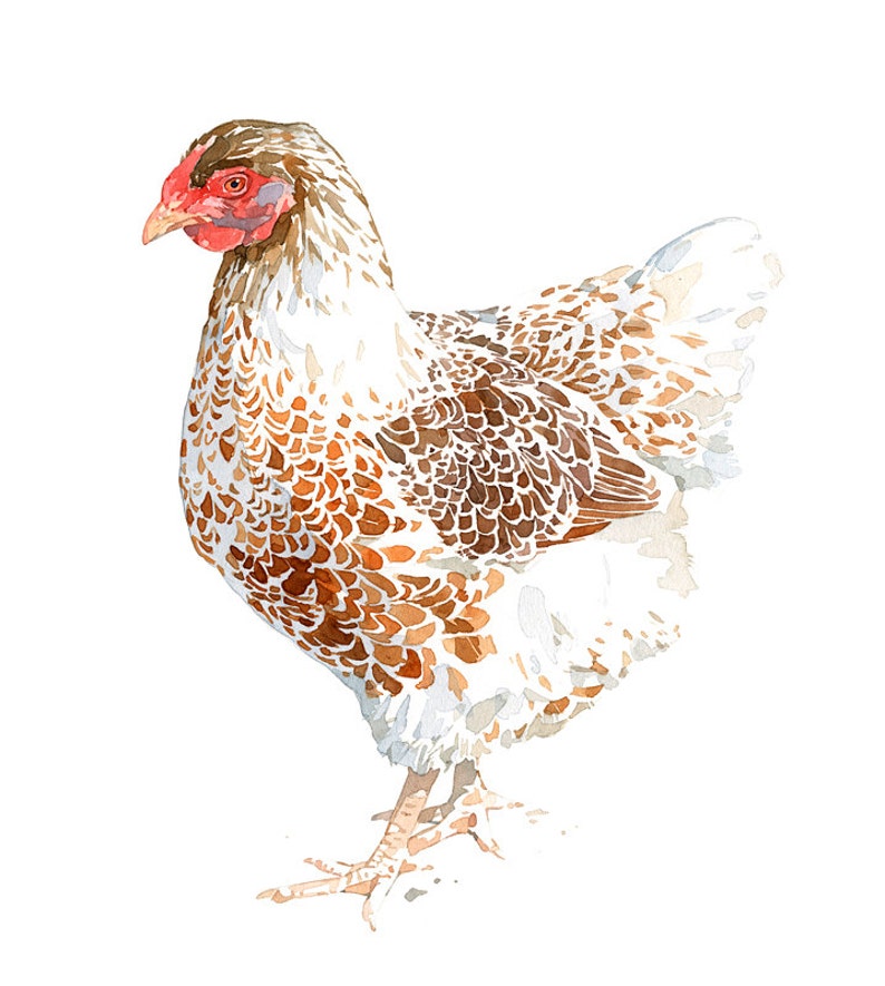 Chicken Watercolor Print White and Brown Hen Farm Animal Print image 6