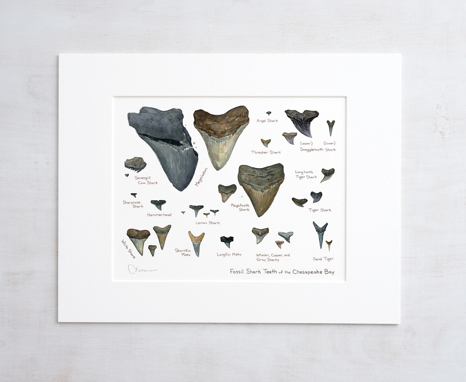 Illustrated Fossil Shark Teeth Chart Natural History Watercolor Art