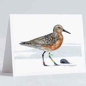 Shorebird Beach Card Set Mixed Bird Art Stationery Gift Set image 8