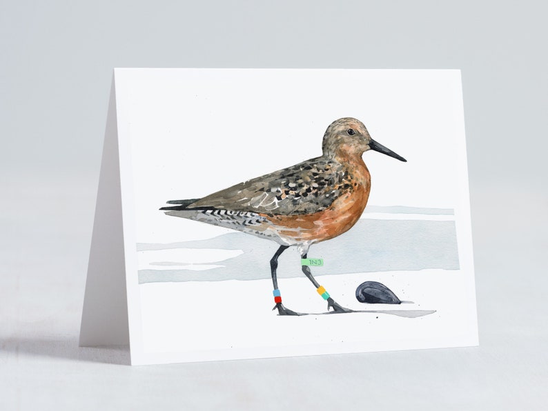 Shorebird Beach Card Set Mixed Bird Art Stationery Gift Set image 8