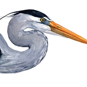Great Blue Heron Watercolor Art Print Large Bird Art image 4