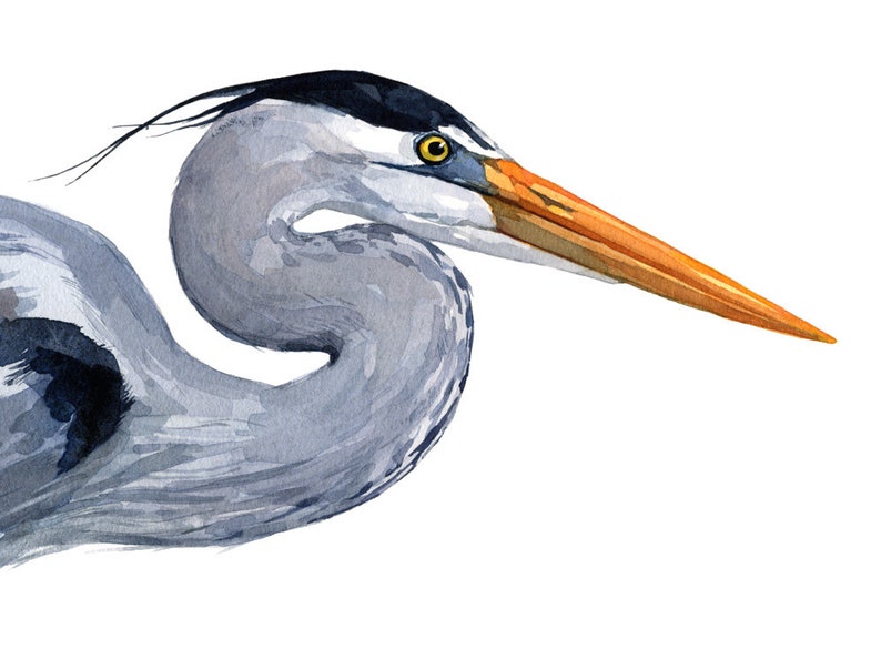 Great Blue Heron Watercolor Art Print Large Bird Art image 4