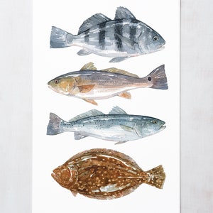 Ocean Fish Art Print Agua salada Peces costeros Acuarela Tambor rojo Tambor negro Platija Trucha moteada imagen 2