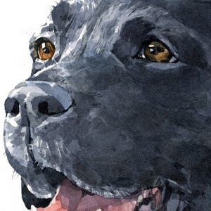 Impression d'art chien de laboratoire noir Labrador retriever aquarelle, édition limitée 8 x 10 image 5
