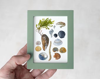 In lijst met schelpen en zeewier ingelijst met aquarelprint