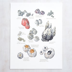 Zeepokken grafiek Art Print nautische aquarel schilderij kust muur decor