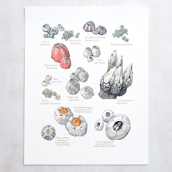 Barnacles Chart Art Print Nautical Watercolor Painting Coastal Wall Decor