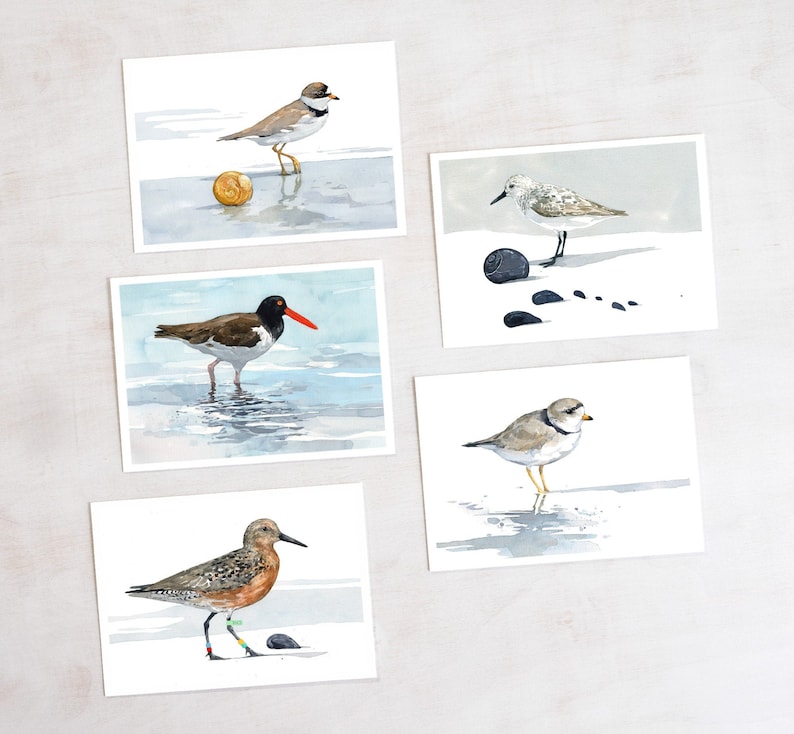 Shorebird Beach Card Set Mixed Bird Art Stationery Gift Set image 1