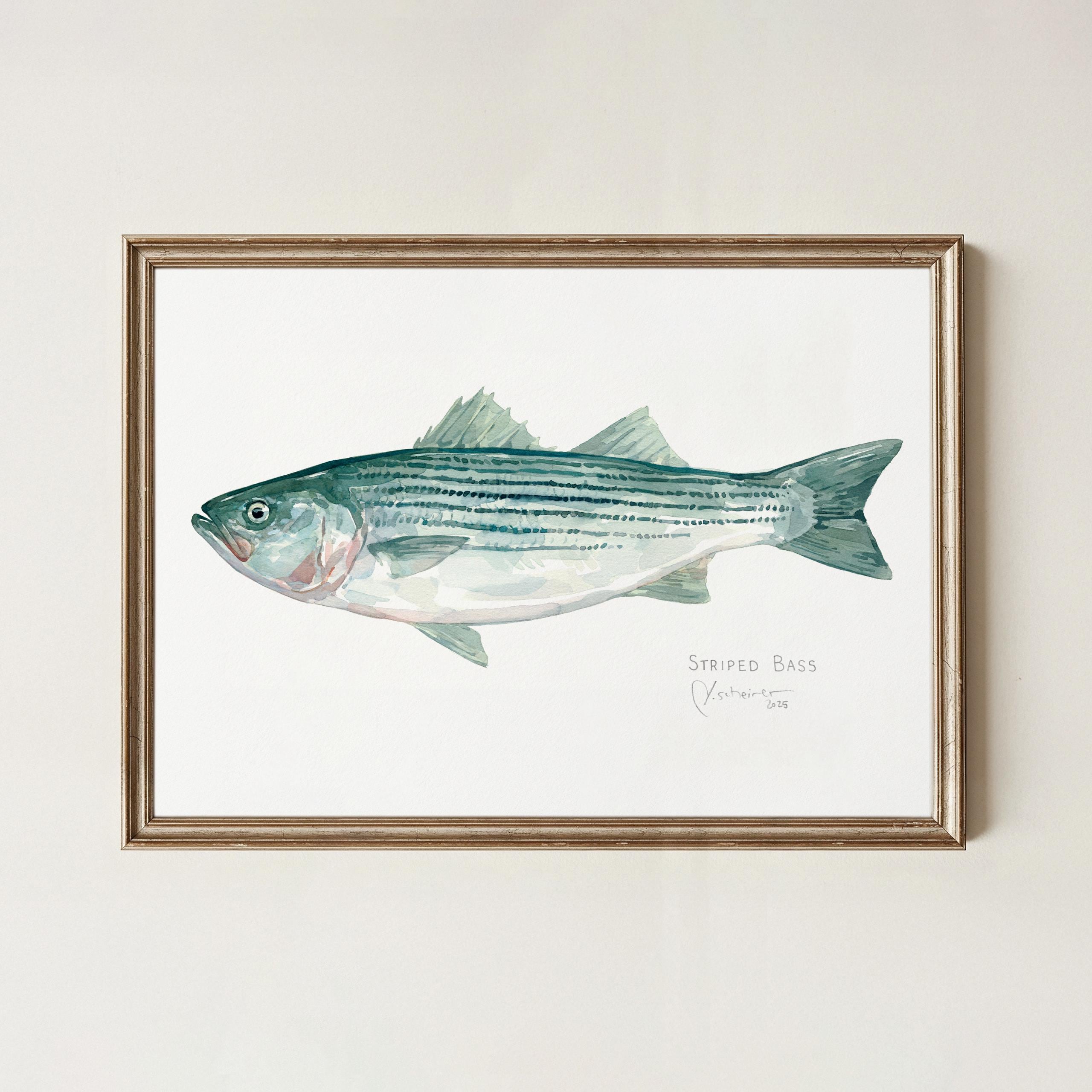 ストライプドバスの水彩画 沿岸壁画 魚の絵画 - Etsy 日本