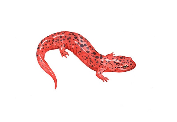 Integral forkæle Praktisk Red Salamander Art Print Animal Watercolor Painting - Etsy