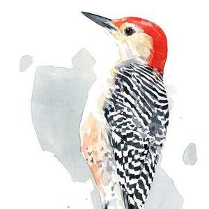 Red-bellied Woodpecker Print Watercolor Bird Painting Bird Wall Art image 4