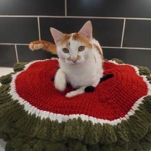 May include: A ginger and white cat sits in a handmade pet bed. The bed is round, with a red centre, a white stripe, and a green ruffled edge. The cat is looking directly at the camera.