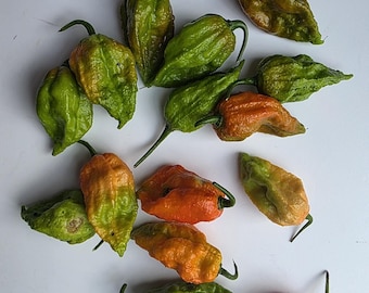 Hot Peppers - Scotch Bonnet Peppers, Ghost Peppers & Trinidad Scorpion Fire Peppers