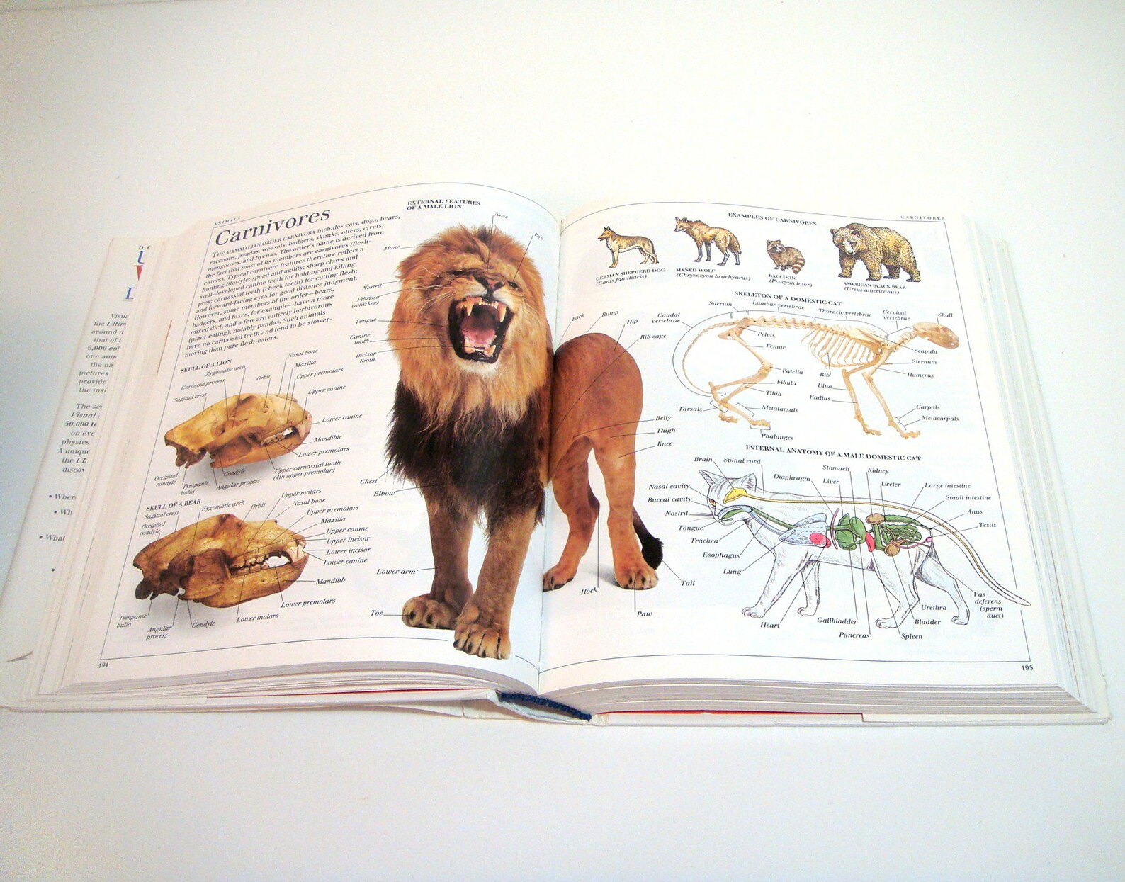 DK Ultimate Visual Dictionary Etsy