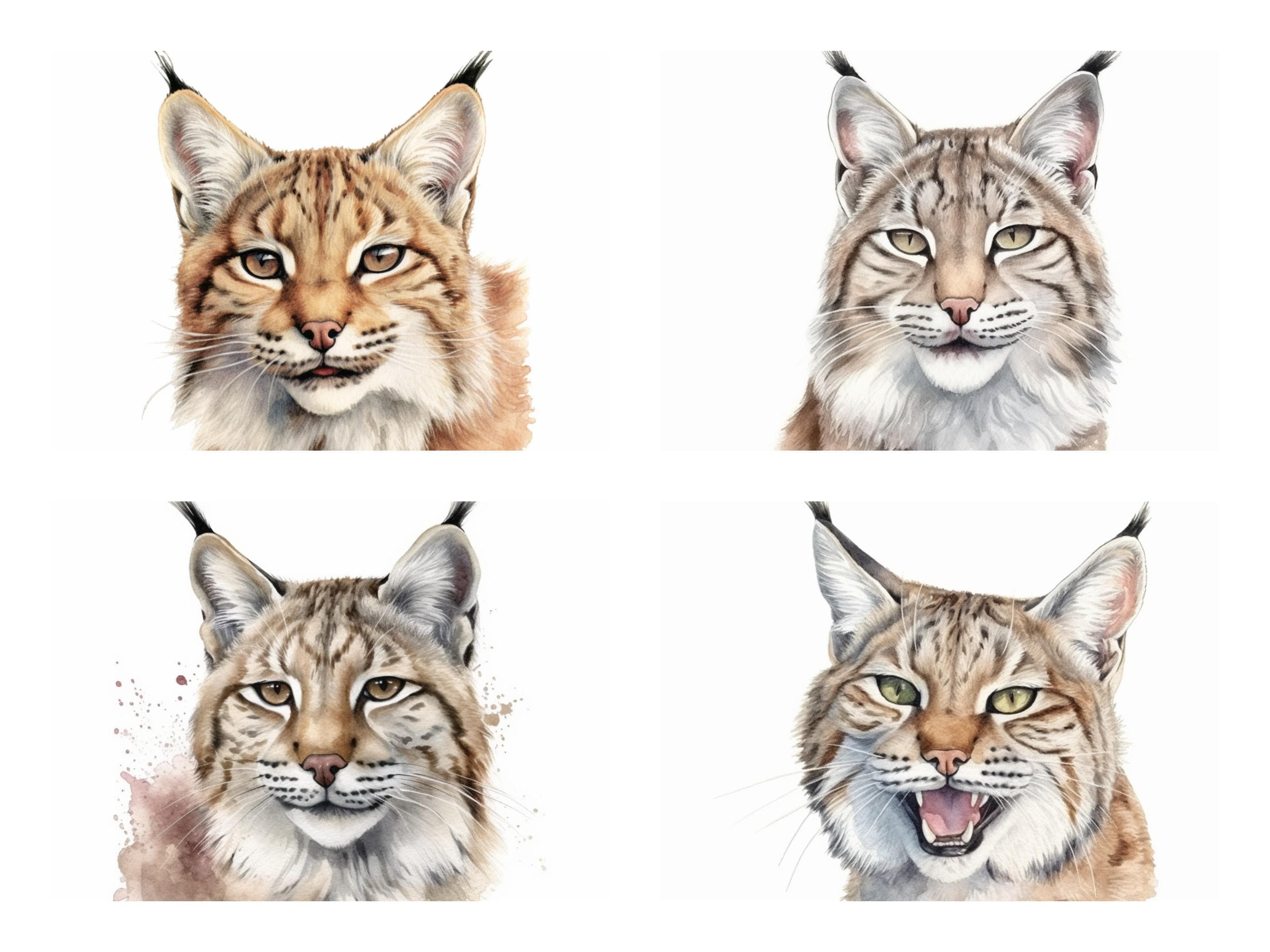 19 Bobcat (lynx Rufus) PNG Clipart Bundle, Watercolor Wild Bobcat Wall ...