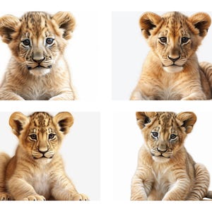 Pacote de 25 clipart de bebê leão PNG, pôster de arte de parede de filhote de leão em aquarela para download, ilustração de retrato de animal de filhote de leão selvagem, uso comercial