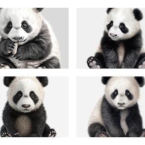 Paquete de 16 imágenes prediseñadas de panda bebé, póster de pared de acuarela, ilustración de retrato de panda de dibujos animados, uso comercial