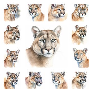 19 Leão da montanha (Puma concolor) PNG Clipart Bundle, Pôster de arte de parede de puma em aquarela para download, Ilustração de retrato de animal, Uso comercial