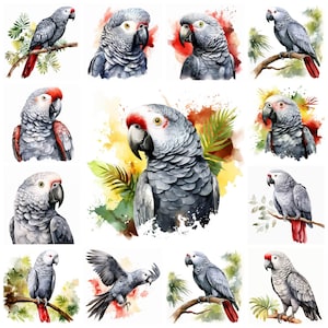 33 African Grey Parrot PNG Clipart Bundle, Watercolor Abstract Digital Art JPEG Instant Download, Paper Craft Illustration, Commercial Use