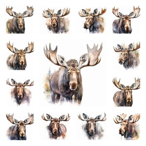 Paquete de 17 imágenes prediseñadas PNG de alces (Alces alces), descarga de póster de arte de pared de alce macho en acuarela, retrato de animal de alce macho, uso comercial